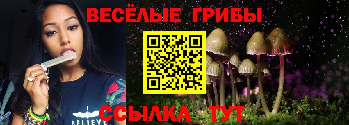 Котлас  Псилоцибиновые грибы Psilocybine cubensis  Вход с VPN 